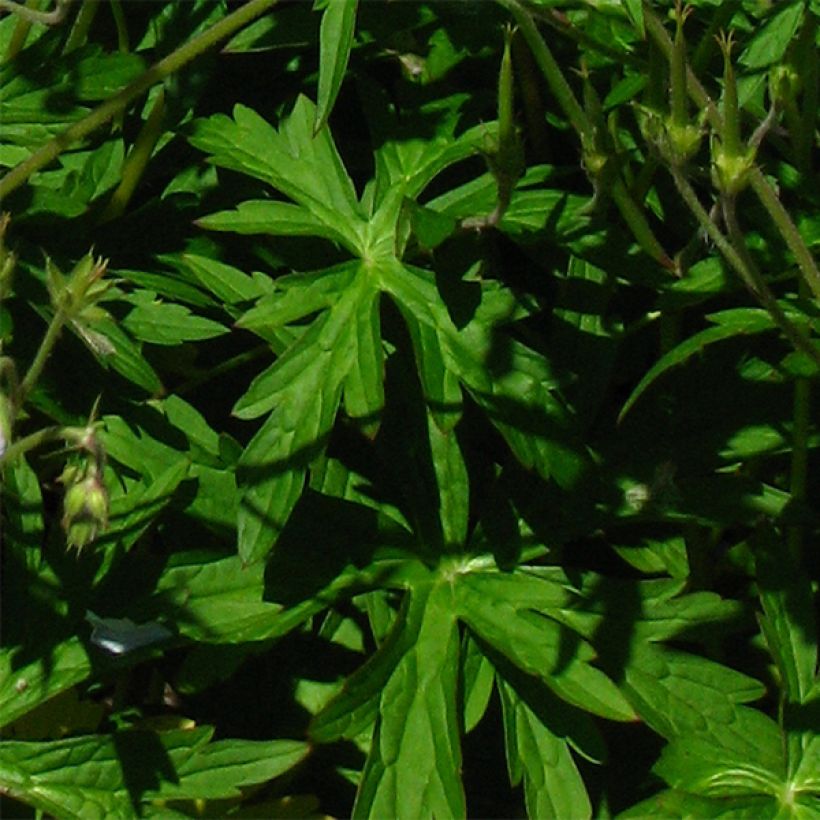 Géranium vivace richardsonii (Feuillage)