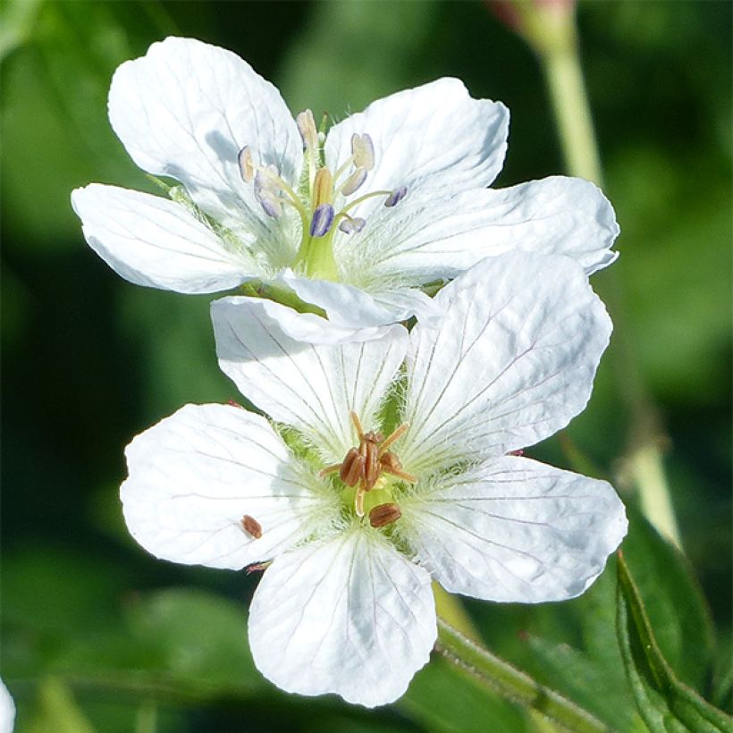 Géranium vivace richardsonii (Floraison)