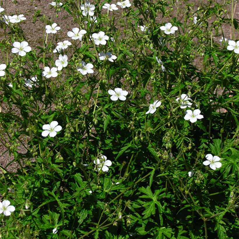 Géranium vivace richardsonii (Port)