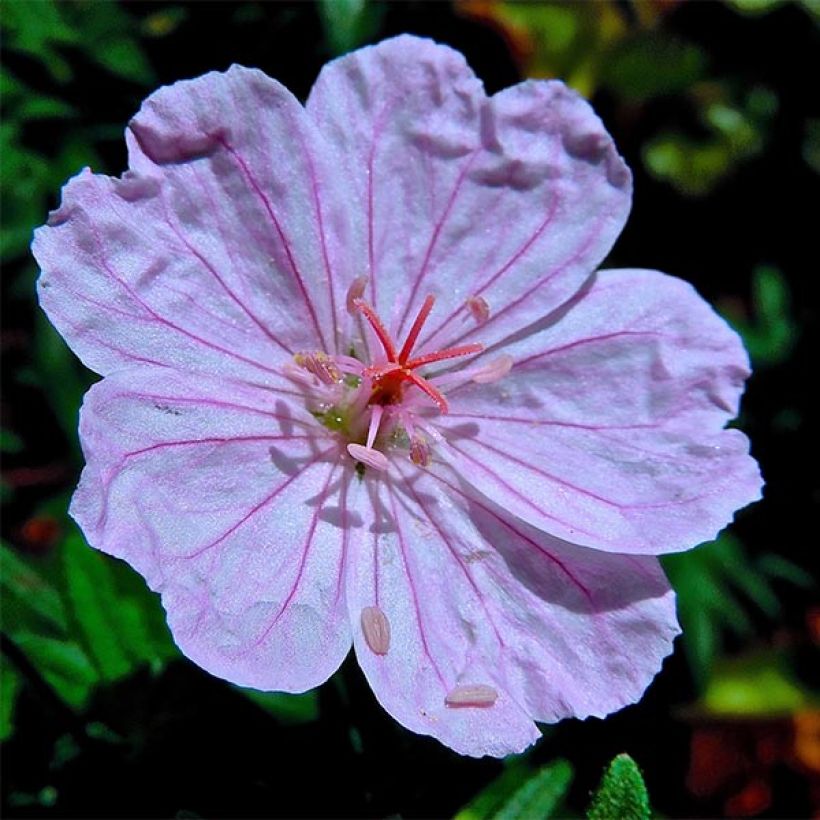 Géranium vivace sanguineum Compactum - Geranium sanguin rose pâle (Floraison)