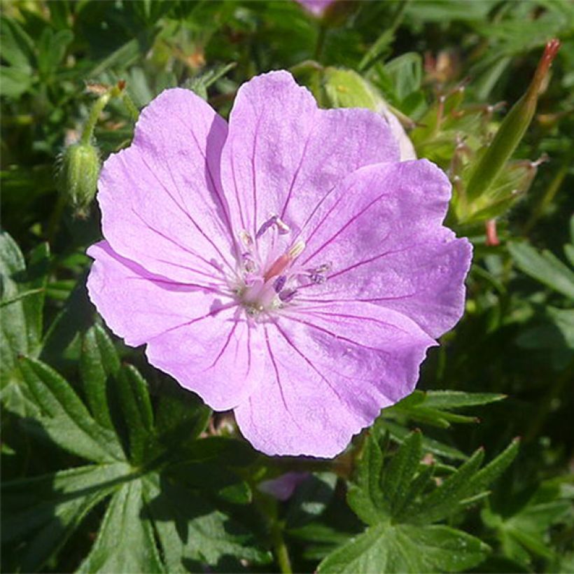 Géranium vivace sanguineum Elsbeth (Floraison)