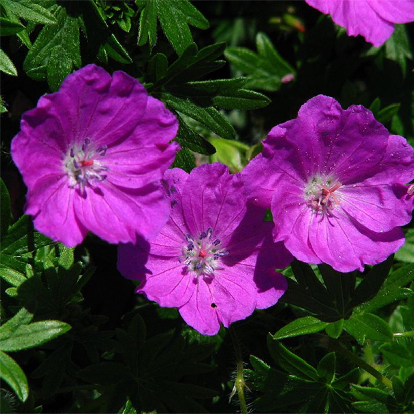 Géranium vivace sanguineum Max Frei (Floraison)