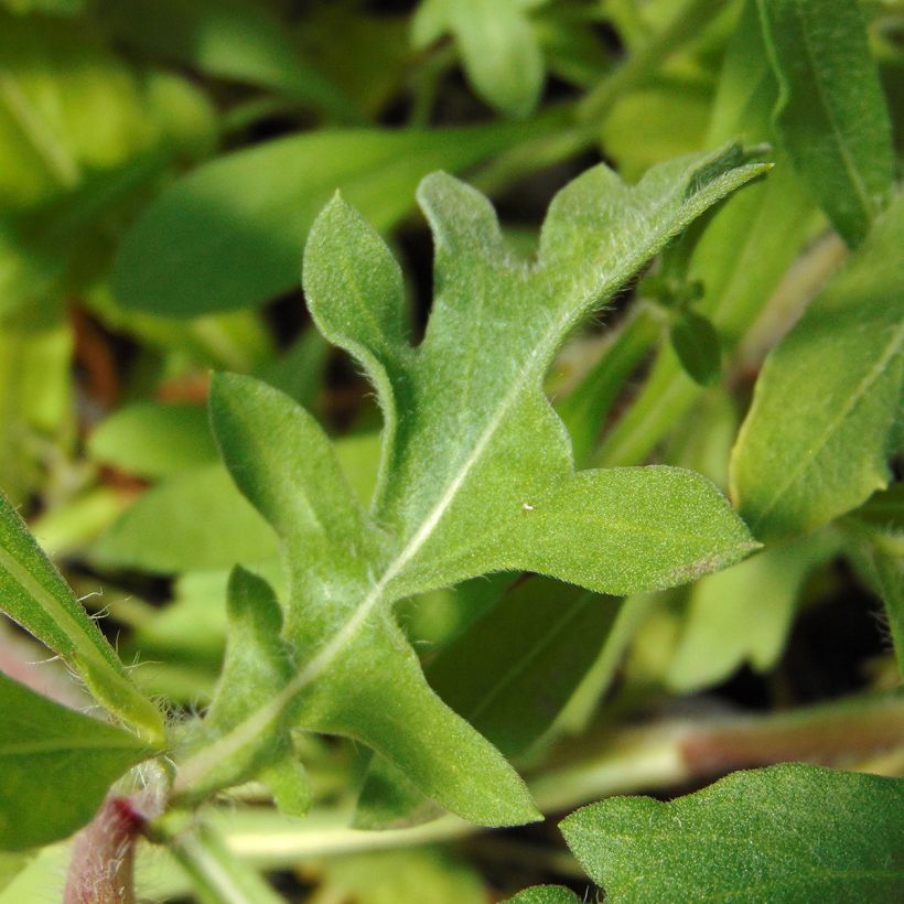 Gaillarde Bourgogne (Burgunder) (Feuillage)