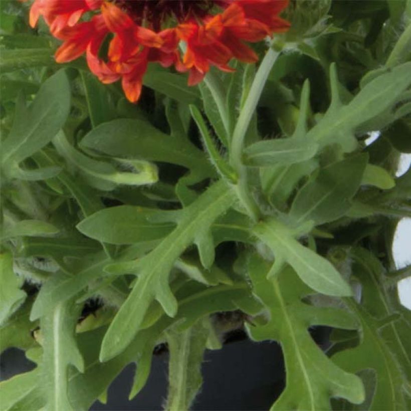 Gaillarde Fanfare Blaze - Gaillarde rouge, orange et jaune (Feuillage)