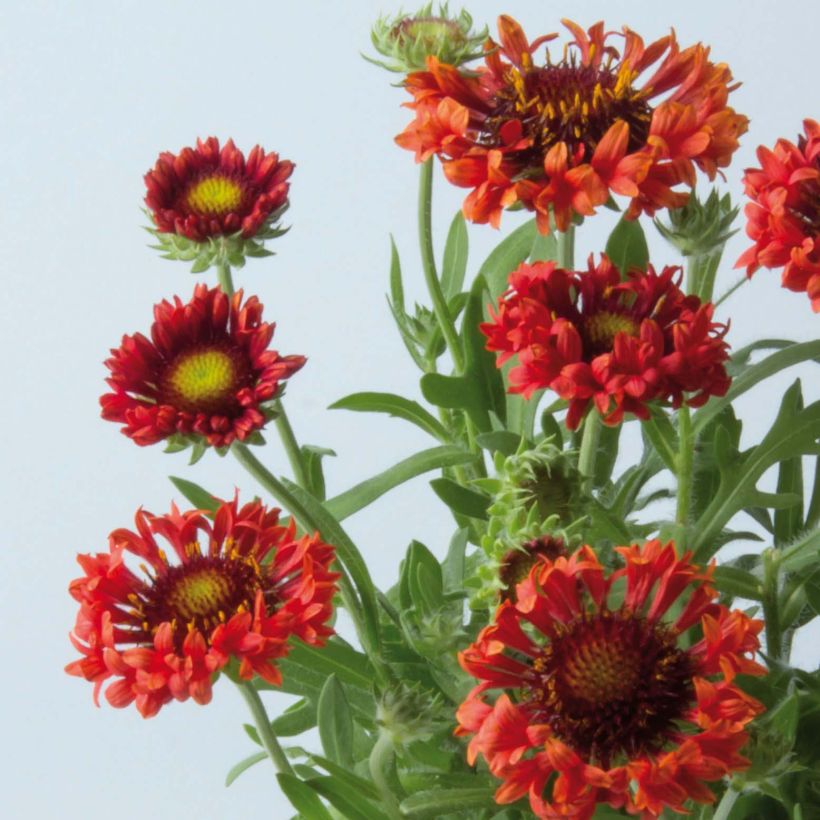 Gaillarde Fanfare Blaze - Gaillarde rouge, orange et jaune (Floraison)