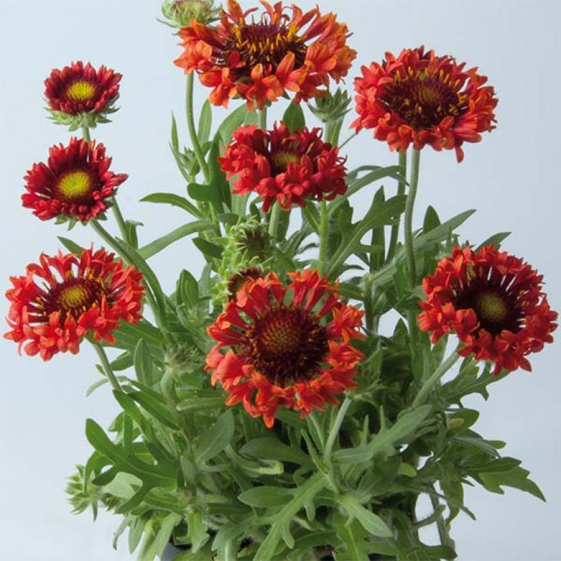 Gaillarde Fanfare Blaze - Gaillarde rouge, orange et jaune (Port)