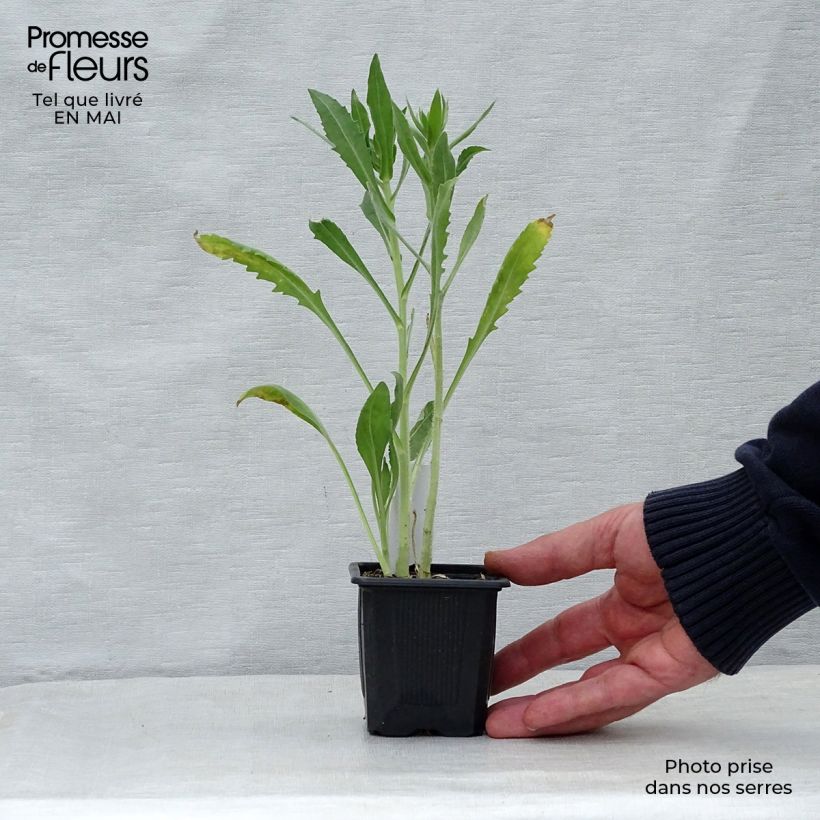 Spécimen de Gaillarde Maxima Aurea (Chloe) Godet de 8 cm tel que livré au printemps