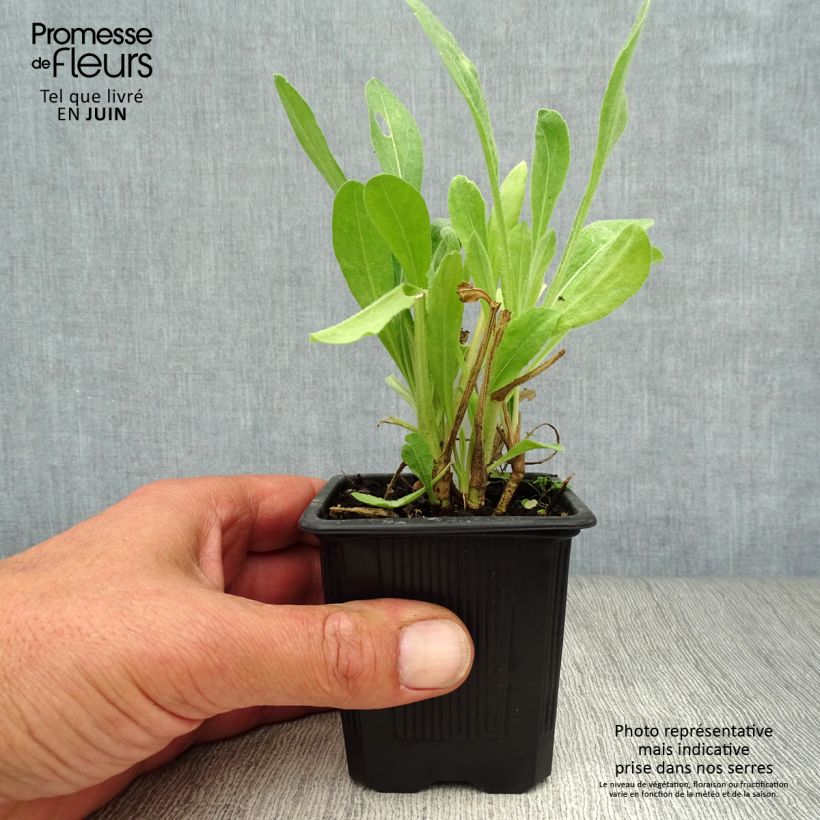 Spécimen de Gaillarde Maxima Aurea (Chloe) Godet de 7/8 cm tel que livré en été