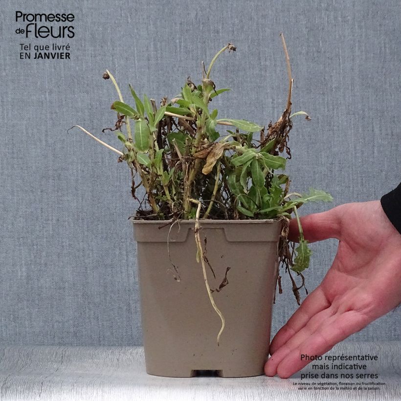 Spécimen de Gaillarde Mesa Yellow Pot de 2L/3L tel que livré en hiver