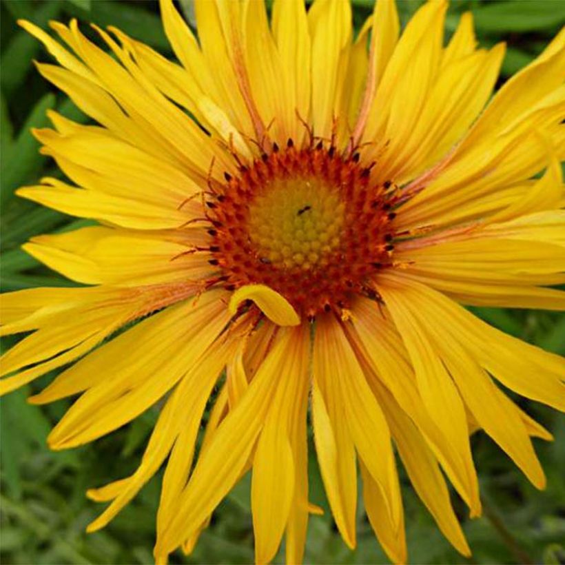 Gaillarde aristata Amber Wheels (Floraison)