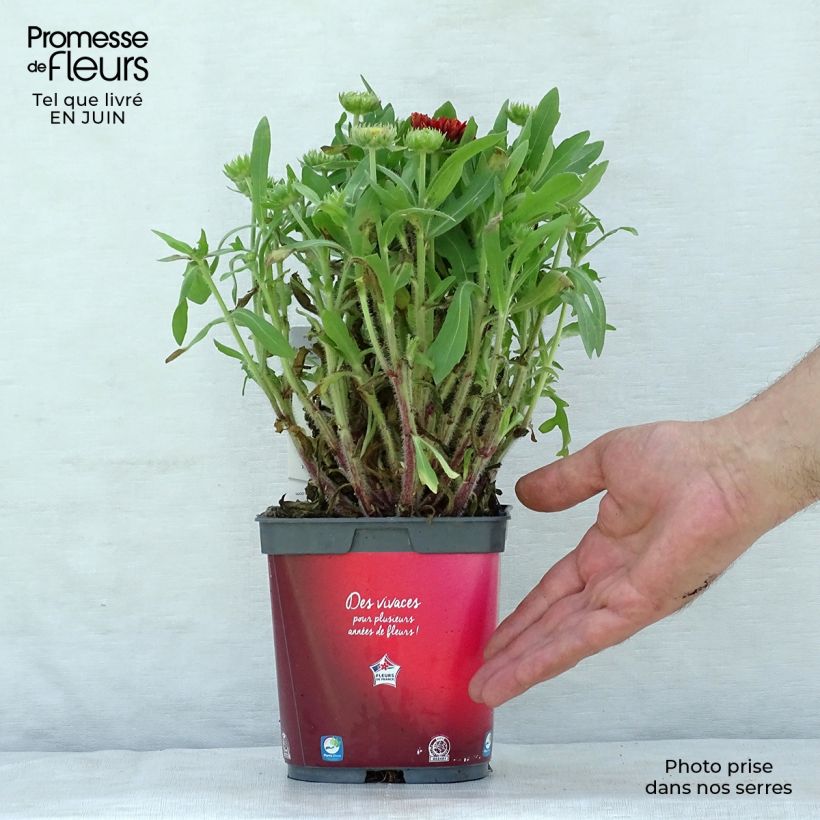 Spécimen de Gaillarde aristata Arizona Red  Pot de 2L/3L tel que livré en été