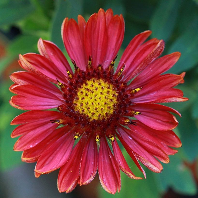 Gaillarde aristata Arizona Red  (Floraison)