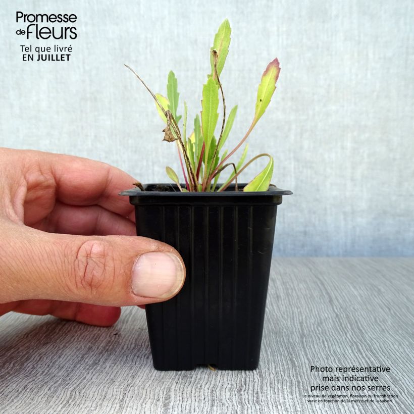 Spécimen de Gaillarde grandiflora Royale Godet de 7/8 cm tel que livré en été