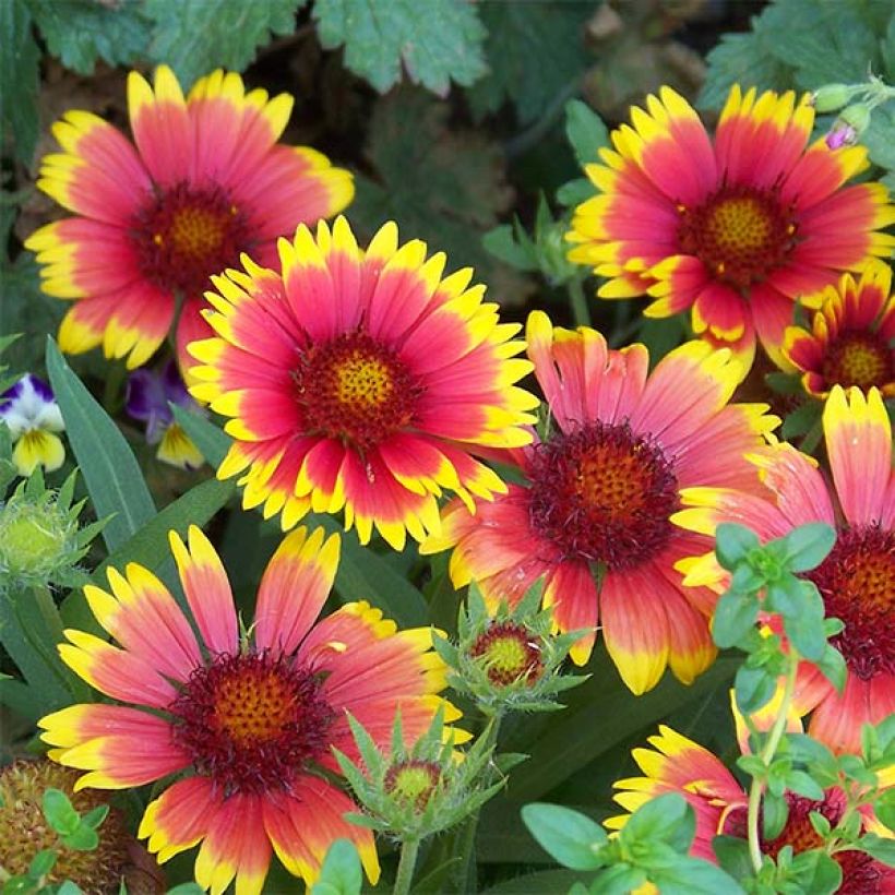 Gaillarde Lutin naine (Floraison)