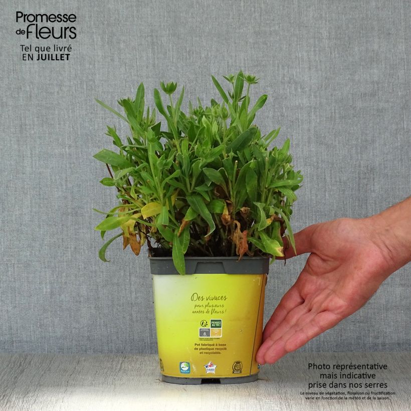 Spécimen de Gaillardia Mesa Bright Bicolor - Gaillarde Pot de 2L/3L tel que livré en été