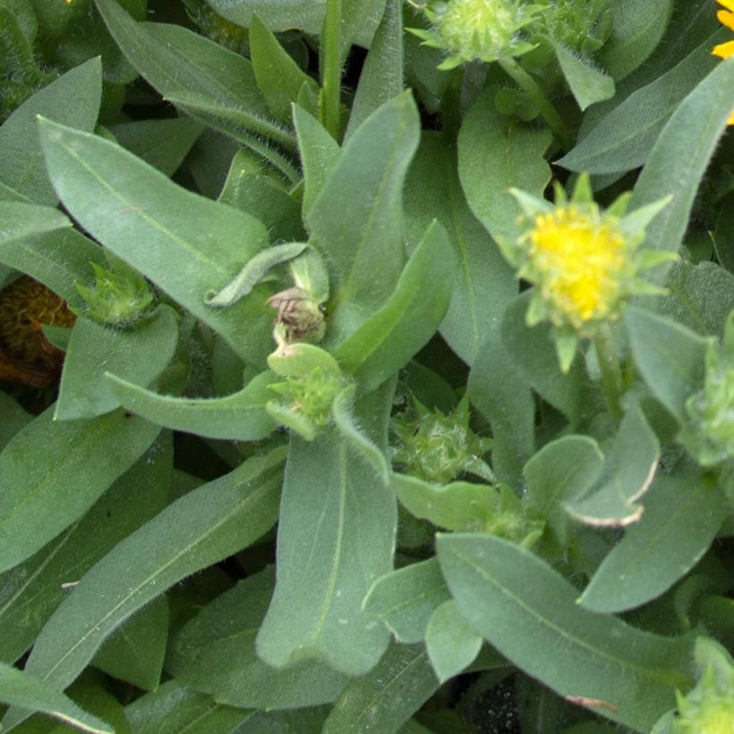 Gaillarde Mesa Yellow (Feuillage)