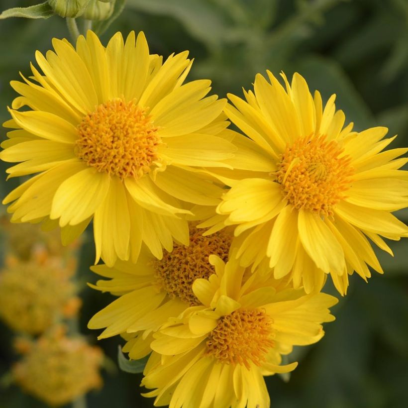 Gaillarde Mesa Yellow (Floraison)