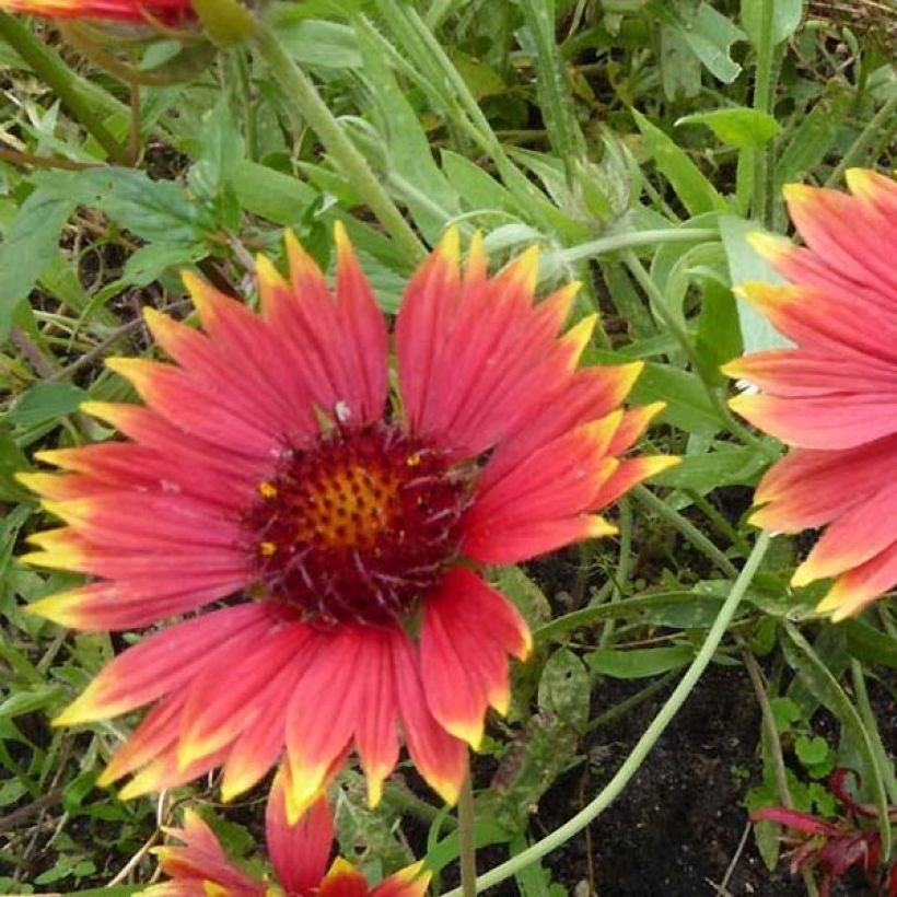 Gaillarde Tokayer (Floraison)