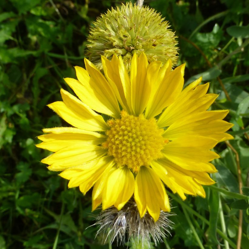 Gaillarde Maxima Aurea (Chloe) (Floraison)