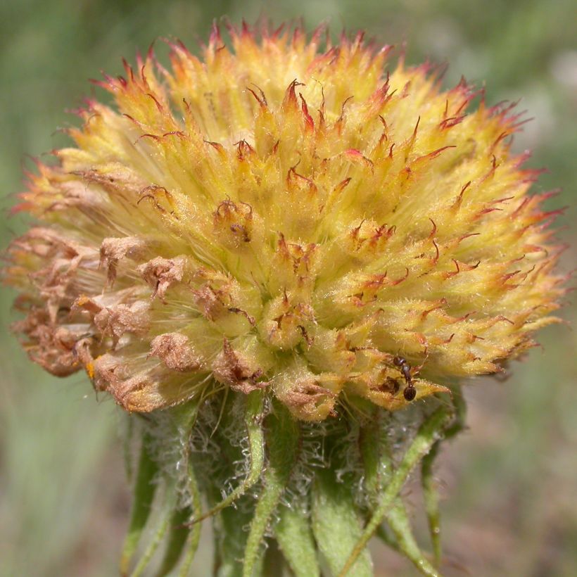 Gaillarde Maxima Aurea (Chloe) (Récolte)