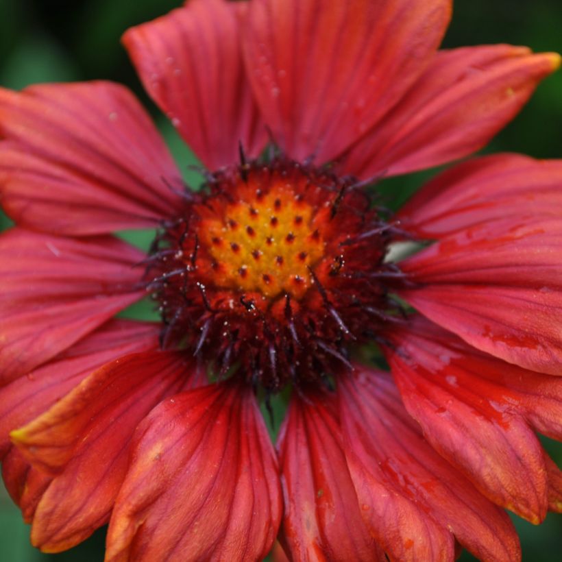 Gaillarde Bourgogne (Burgunder) (Floraison)