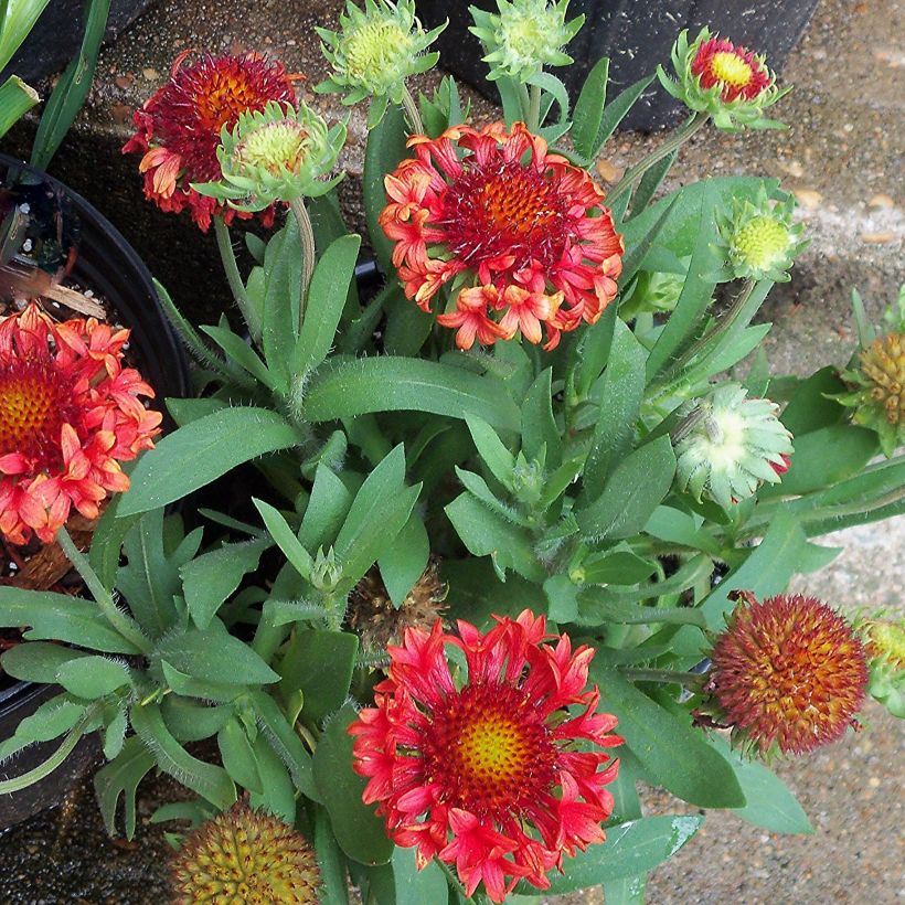 Gaillardia grandiflora Fanfare - Gaillarde rouge et jaune. (Port)