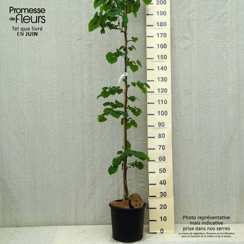 Spécimen de Gainier du Canada - Cercis canadensis Cascading Hearts Pot de 7.5L/10L tel que livré en été