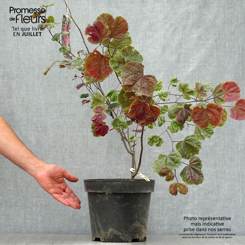 Spécimen de Gainier du Canada - Cercis canadensis Red Force Pot de 7,5L/10L tel que livré en été