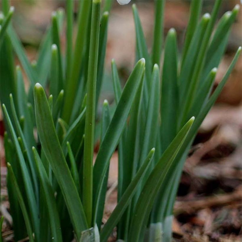 Perce-neige - Galanthus nivalis (Feuillage)