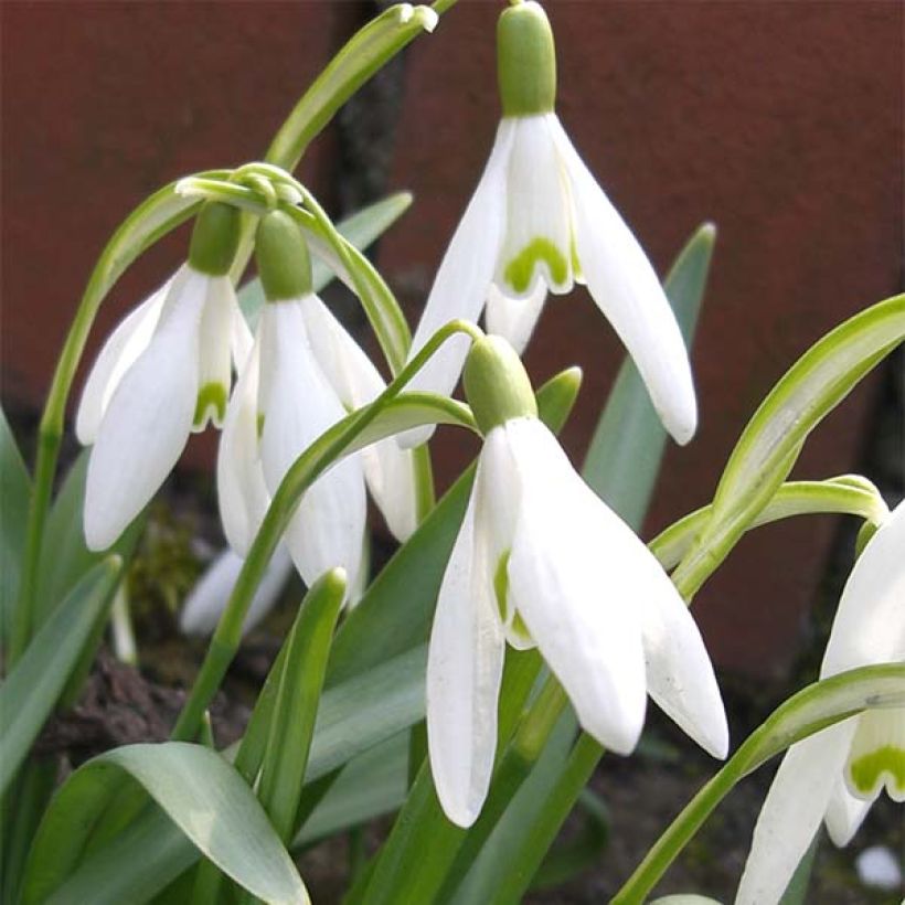 Perce-neige - Galanthus nivalis (Floraison)