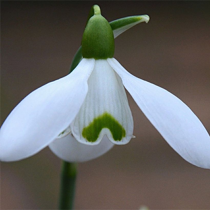Perce-neige - Galanthus nivalis S. Arnott (Floraison)