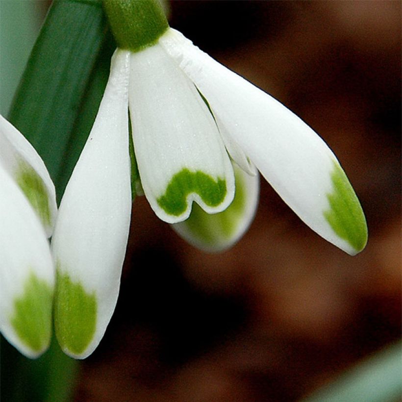 Perce-neige - Galanthus nivalis Viridi-Apice (Floraison)
