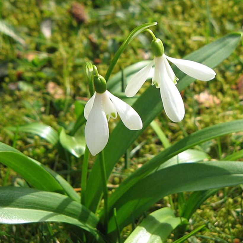 Perce-neige - Galanthus woronowii (Floraison)