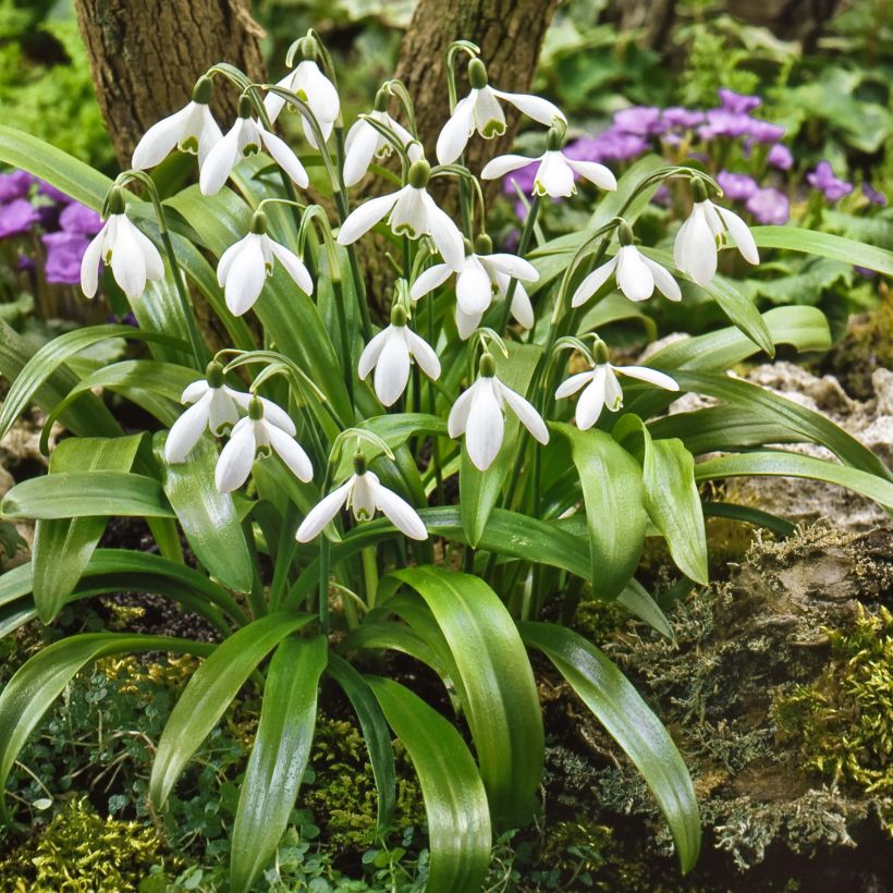 Perce-neige - Galanthus woronowii (Port)