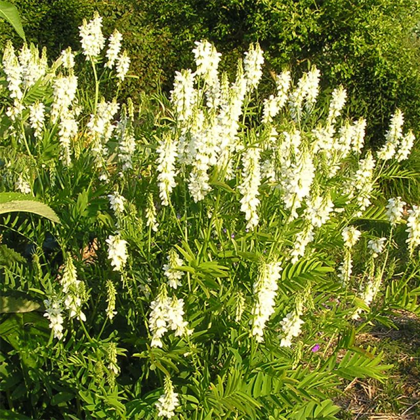 Galega hartlandii Alba (Floraison)