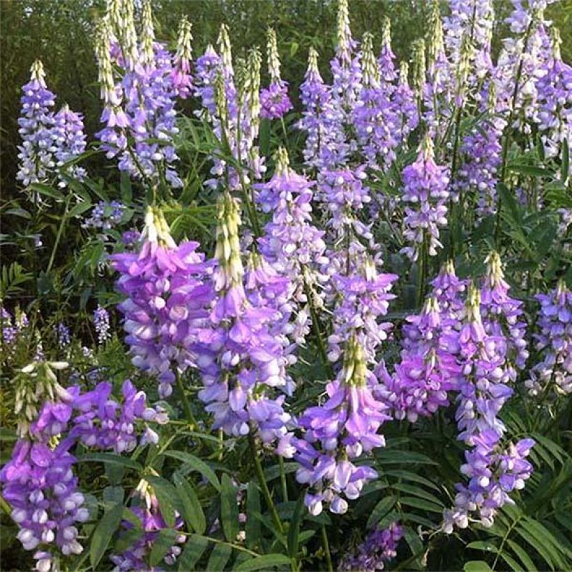 Galega hartlandii Duchess of Bedford (Floraison)