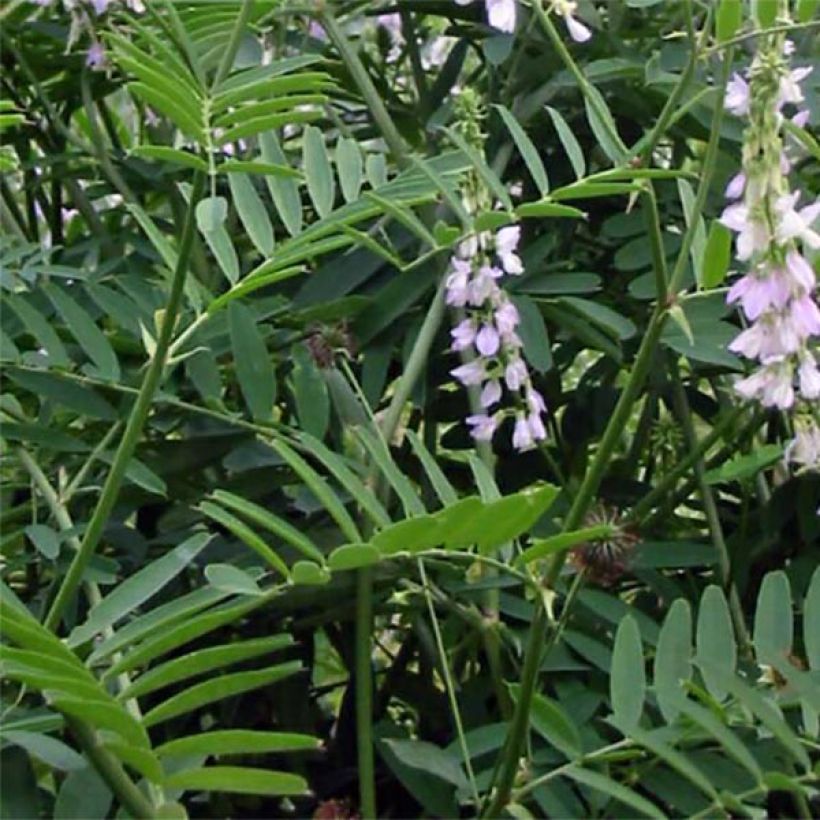 Galega officinalis - Rue des chèvres (Feuillage)