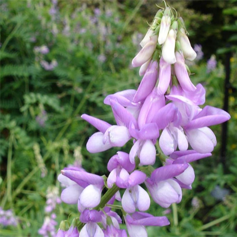 Galega officinalis - Rue des chèvres (Floraison)