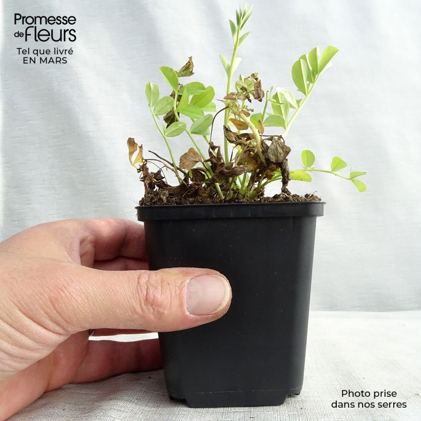 Spécimen de Galega officinalis - Rue des chèvres Godet de 9cm tel que livré au printemps