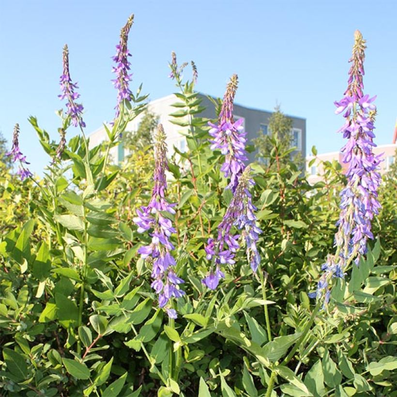 Galega orientalis (Floraison)