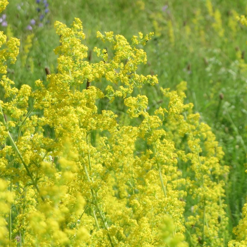 Gallium verum - Caille-lait jaune (Floraison)