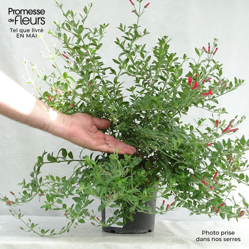 Spécimen de Galvezia speciosa en pot de 3L/4L tel que livré au printemps