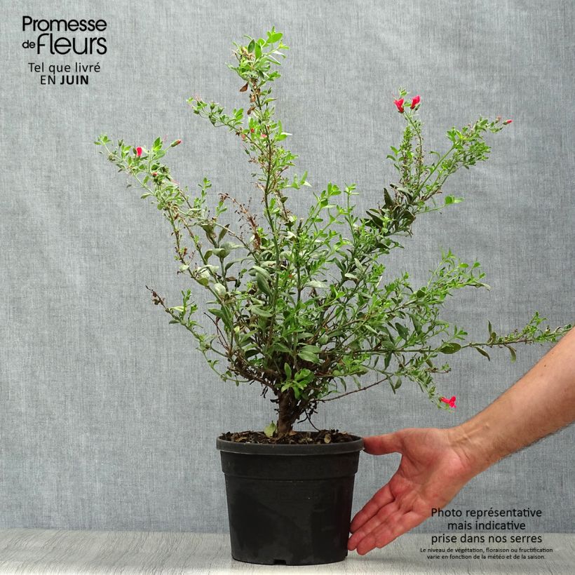 Spécimen de Galvezia speciosa Pot de 3L/4L tel que livré en été