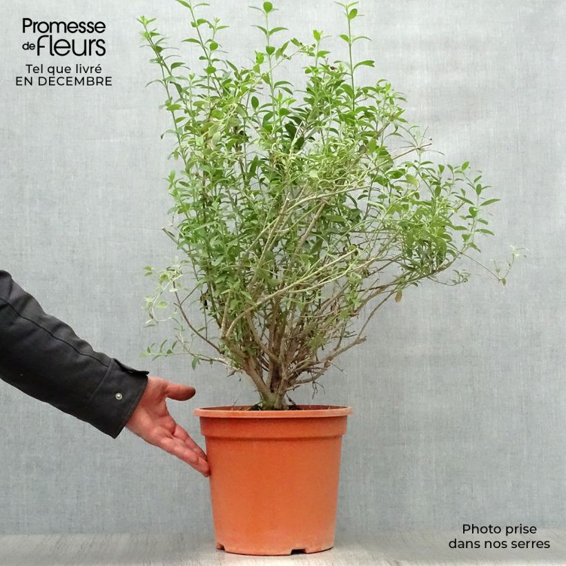 Spécimen de Galvezia speciosa Pot de 7,5L/10L tel que livré en hiver