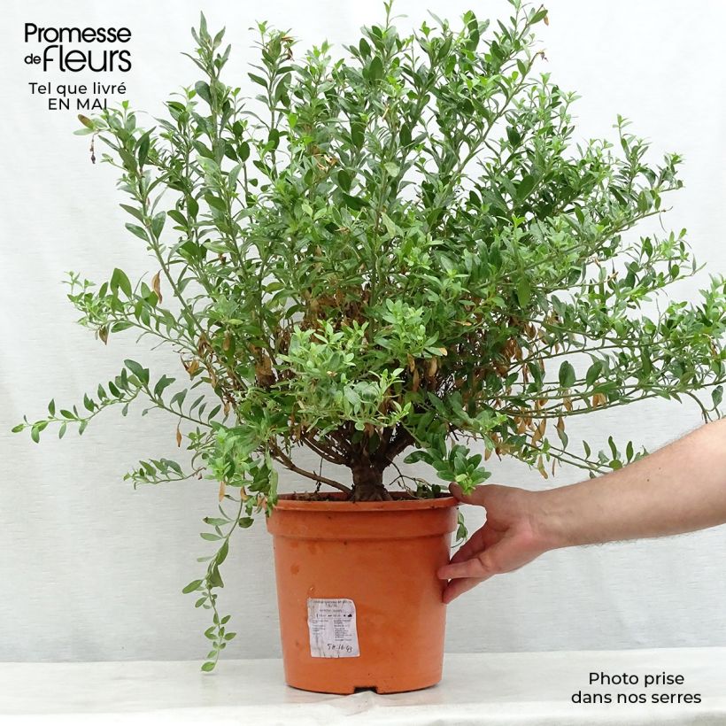 Spécimen de Galvezia speciosa en pot de 7,5L/10L tel que livré au printemps