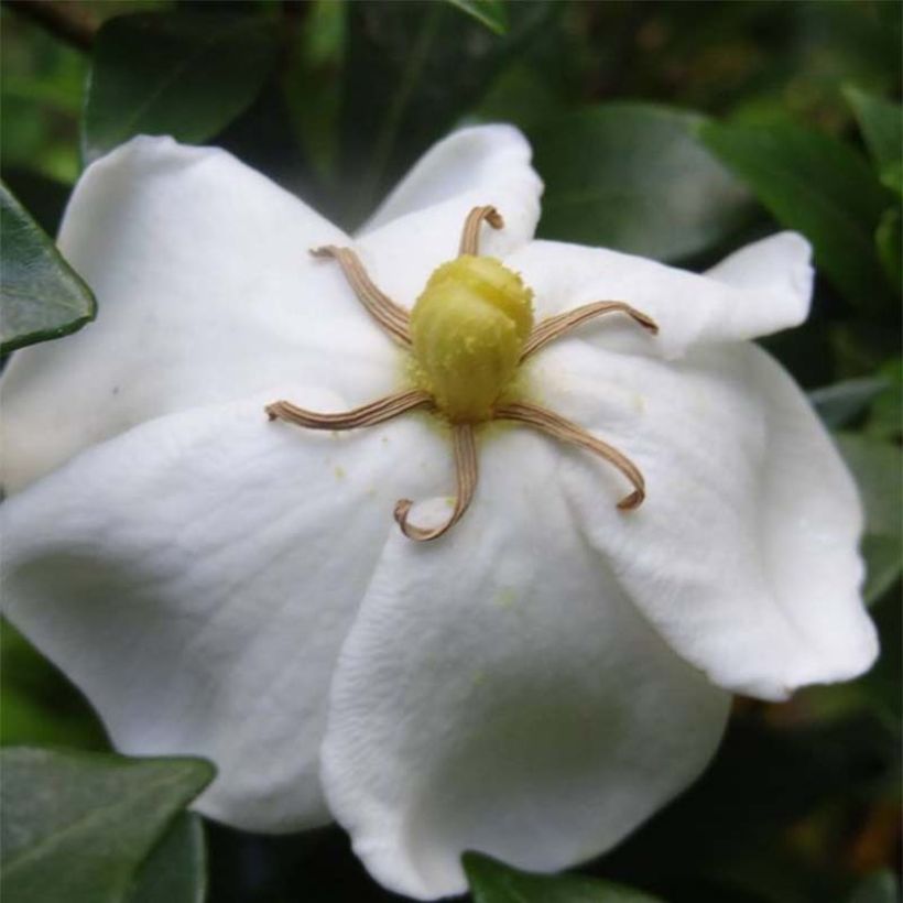 Gardenia Sweetheart - Jasmin du Cap (Floraison)