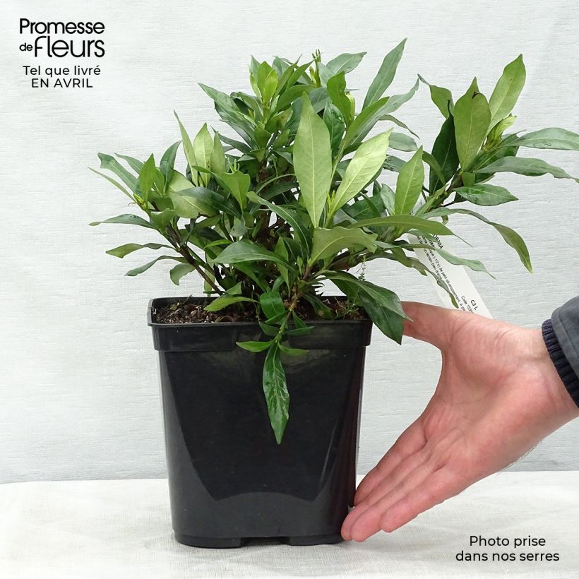 Spécimen de Gardenia Sweetheart - Jasmin du Cap Pot de 3L tel que livré au printemps