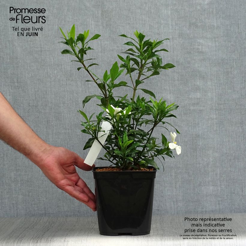 Spécimen de Gardenia Sweetheart - Jasmin du Cap Pot de 2L/3L tel que livré en été