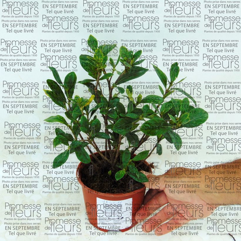 Exemple de spécimen de Gardenia jasminoides Crown Jewel - Jasmin du Cap Pot de 1L/1,5L tel que livré