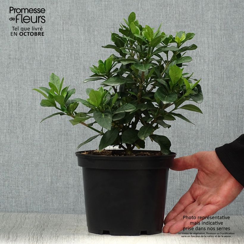 Spécimen de Gardenia jasminoides Crown Jewel - Jasmin du Cap Pot de 2L/3L tel que livré en automne